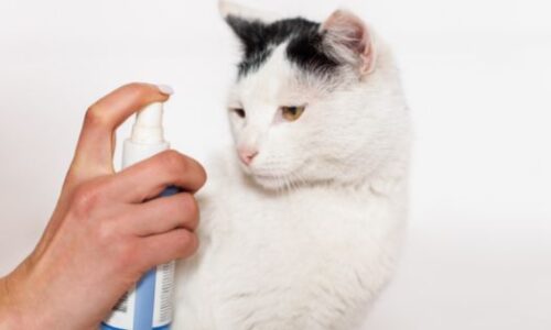 Cheristin For Cats: Flea Treatment Medication
