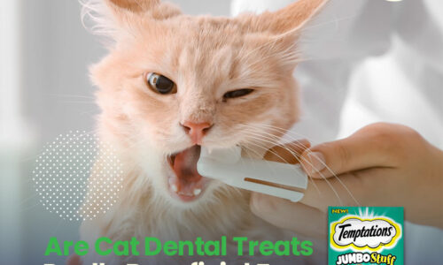 Are Cat Dental Treats Really Beneficial For Their Dental Health?